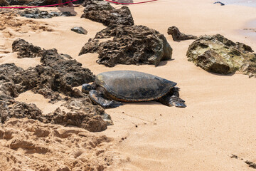 turtle on the beach