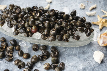 black sea snails in a transparent plate on ice
