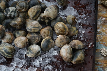 sea ​​mollusks in a gray shell on a wooden board on ice macro photo
