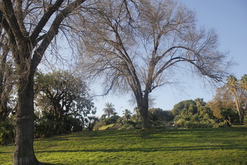 a large tree at the park