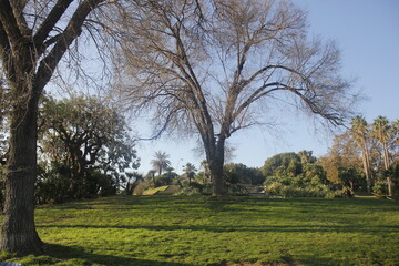 Obraz premium a large tree at the park