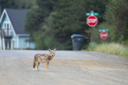 A coyote pauses in the middle of an unpaved road leading down to the beach in Ocean Shores, Washington.
