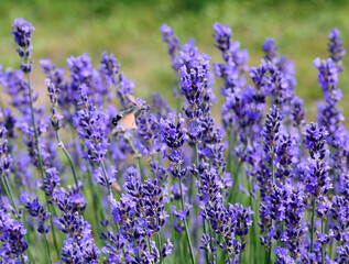 Obraz premium hummingbird hawk-moth insect that flies flapping its wings very quickly on the lavender flowers
