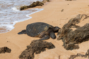 turtle on the beach