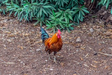 Red-orange wild dwarf cockerel in Tenerife. Portrait of a male chicken outdoors. Fauna of the...