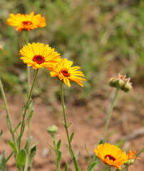 marigold flowers to production of medicines or for essential oils