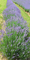 Obraz premium lavender flower bushes in the cultivated field for the production of perfumes and essential oils