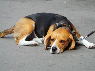 Chien beagle  allongé sur le sol dans la rue