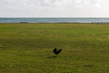bird in the field