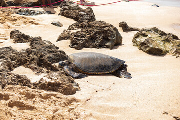 turtle on the beach