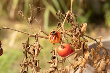 Zelfklevend Fotobehang shriveled tomato on a dry tomato plant © pcperle