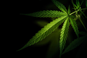 Selective focus single green cannabis leaf on dark background with copy space for text