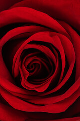 a blooming red rose with green leaves, isolate on a white background