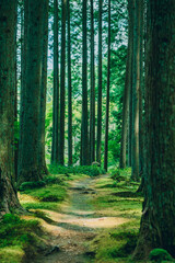 Obraz premium 神秘的な森