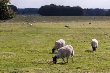 Sheep grazing on grass. Freerange organic livestock farming