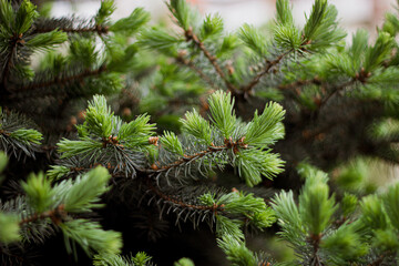 tree branches with cones