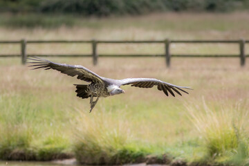 Obraz na płótnie Canvas Vulture flying. Ruppells griffon vulture in flight over grassland