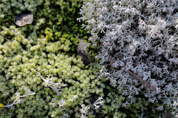 green moss on the rock