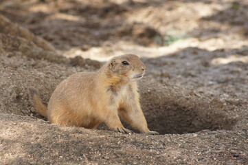 marmota