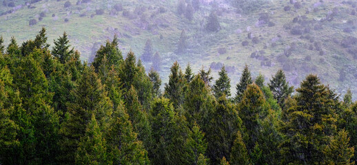 Pine Forest During Rainstorm Lush Trees Rain Storm Raindrops Drops