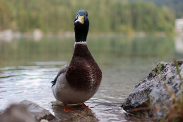 Duck in a Lake facing the camera