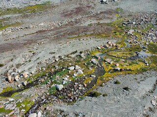 moss on the rocks in summer 
