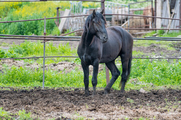 Beautiful and strong young black stallion stands in pasture against backdrop of rural landscape and looks away from camera.