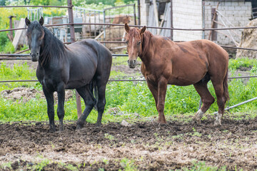 Two young black and tan stallions walk peacefully in pasture in open air against backdrop of rural landscape.