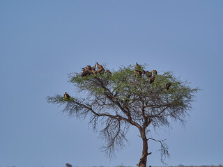 A flock of Vultures sitting on a dead tree