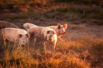 A group of pink pigs on a field in warm light of sunrise on a farm in Northern Territory, Australia