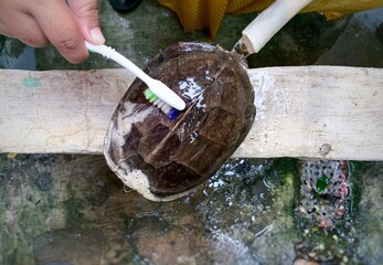 person pouring water and brushing the turtle.