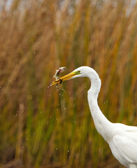 Fototapeta premium Great egret (Ardea alba) with small northern pike in it's peak closeup.