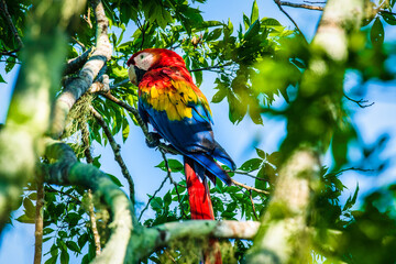 Beautiful red, yellow, and blue scarlet macaw rests on a tree branch lit with dappled morning light in Costa Rica