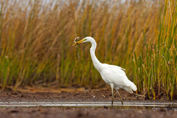 Great egret (Ardea alba) with small northern pike in it's peak.