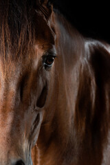 Fine art image of  brown KWPN dressage horse, black background