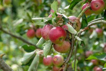 Malus domestica borkh rosy red apples growing on a tree