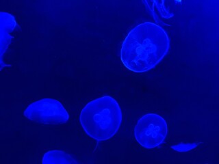 jellyfish in blue water