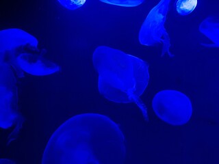 jellyfish in blue water