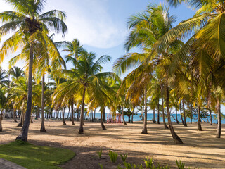 Fototapeta premium Beach with palm trees and football goal