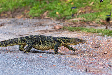 lizard on the rocks