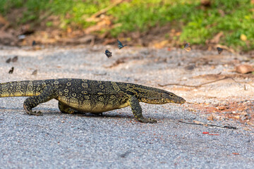 monitor lizard looking for prey