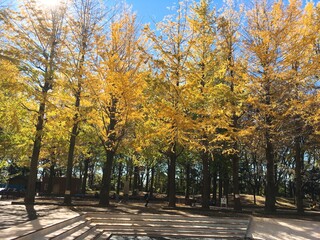 autumn in the park japan 銀杏の木