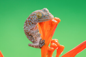 Juvenile tokay gecko gekko gecko hanging on an orange flower 