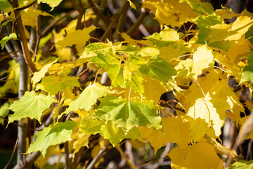 黄葉したイタヤカエデの葉
