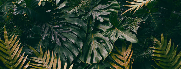 Tropical leaves, dark jungle design background