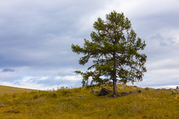 A lone larch on a mountain slope against a cloudy autumn sky. Autumn landscape with a lonely tree on a hillside