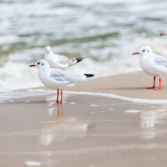 Seagull in the natural environment on the Baltic Sea.
