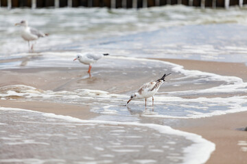 Seagull in the natural environment on the Baltic Sea.
