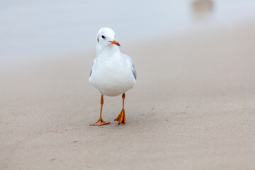 Seagull in the natural environment on the Baltic Sea.