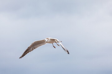 Seagull in the natural environment on the Baltic Sea.